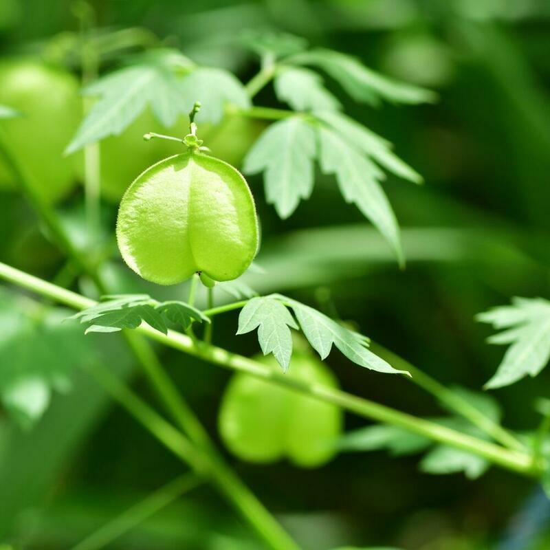 RAUSCH Herzsamen Sensitive Serum