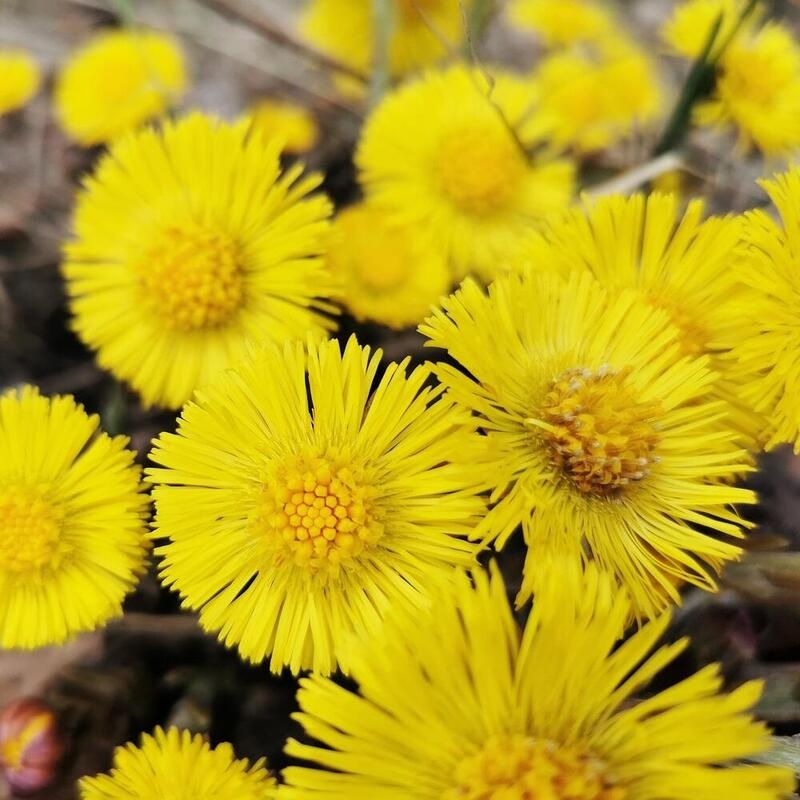 RAUSCH Anti-Schuppen-Kopfhaut-Lotion+Huflattich